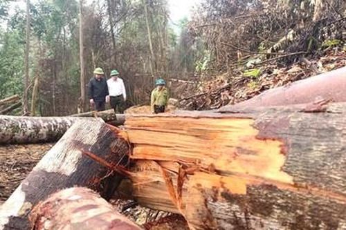 Vụ 'Phá rừng tự nhiên ở Bắc Kạn' do Báo BVPL lật tẩy: Đây là vụ án rất nghiêm trọng
