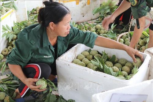 Na Chi Lăng được mùa, được giá