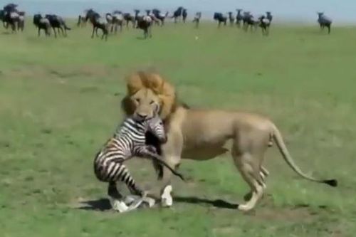 CLIP: Vừa chào đời, ngựa vằn đã bị 'tử thần đón đi' vì chạm trán sư tử đói