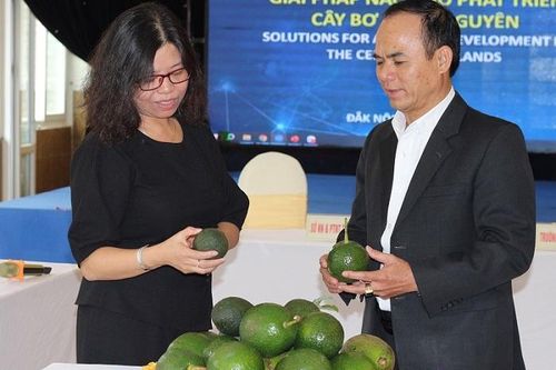 Tìm giải pháp phát triển bền vững cây bơ Tây Nguyên