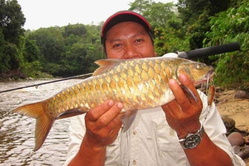 Đặc sản cá 'vong bất liễu ngư' đắt hơn cả vàng vẫn được săn lùng