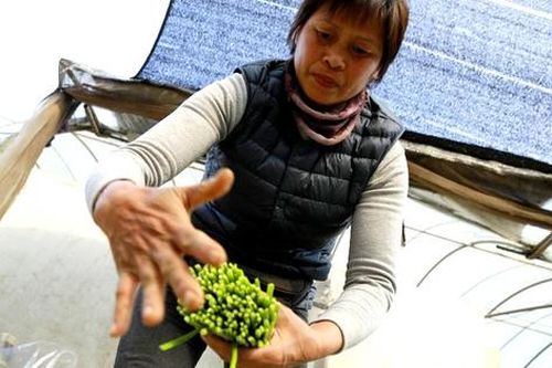 Thu tiền tỷ từ những ngọn rau