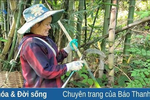 Đi hái 'lộc' rừng