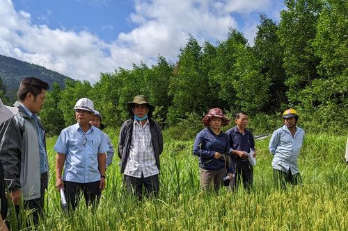 Giống lúa BĐR27 đạt năng suất 6,6 tấn/ha