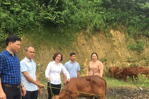 16 hội viên nông dân được hỗ trợ bò giống sinh sản