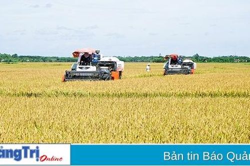 Nông dân phấn khởi vì vụ lúa hè thu được mùa, được giá