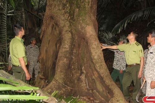 Giữ màu xanh những cánh rừng
