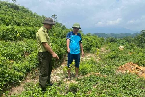 Tuyên Quang: Chiêm Hóa bảo vệ và phát triển rừng