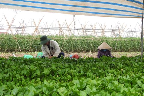 Mê Linh phát triển vùng sản xuất chuyên canh, chất lượng cao