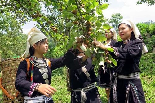 Đồng bào DTTS ổn định sinh kế từ cây ăn quả