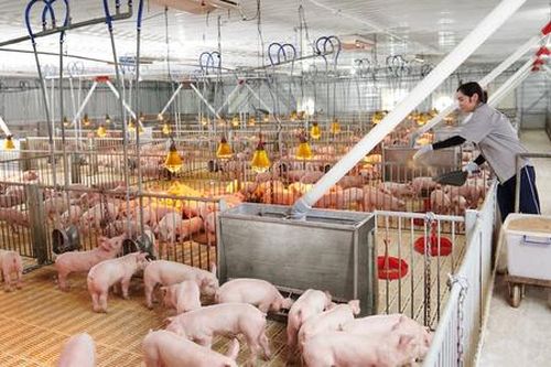 Nông sản liệu có 'chạy tốt' trên sàn giao dịch hàng hóa?