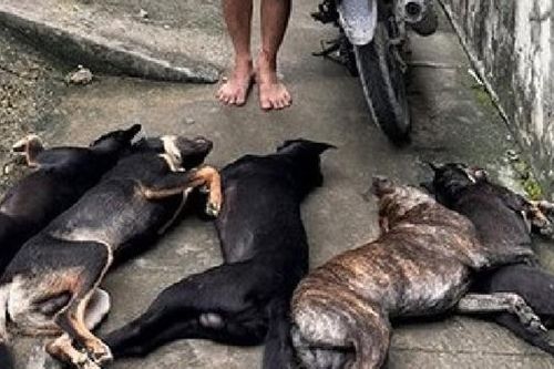Băng trộm chó dùng ớt bột, bình xịt hơi cay tấn công lực lượng truy bắt