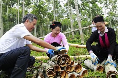 Lào Cai bàn giải pháp nâng cao giá trị cây quế