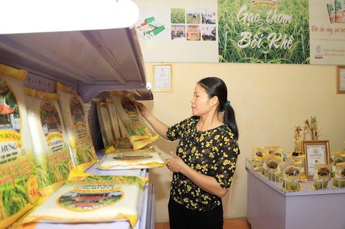 Nâng cao chất lượng gạo thơm Bối Khê