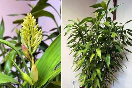 Cây lưỡi hổ bỗng có điều lạ, người đàn ông trúng 40 tỷ Vietlott: 6 cây cảnh phát tài cứ nở hoa là nhiều tiền của