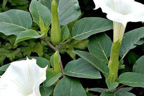 Cà độc dược, vị thuốc chữa bệnh nếu dùng đúng cách