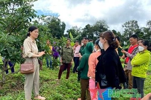 Người dân vùng biên Tuy Đức được tập huấn chăm sóc cây trồng theo tiêu chuẩn VietGAP
