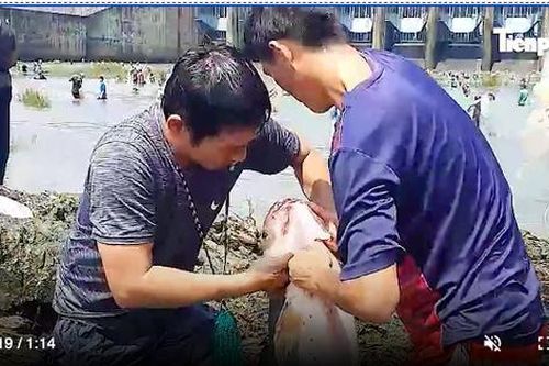 Clip: Người dân 'mở hội' bắt cá sau khi thủy điện Trị An đóng đập