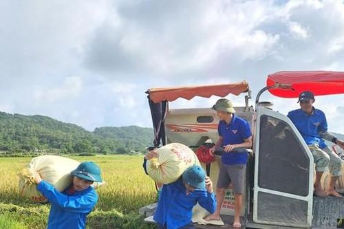 Ruộng lúa cho em