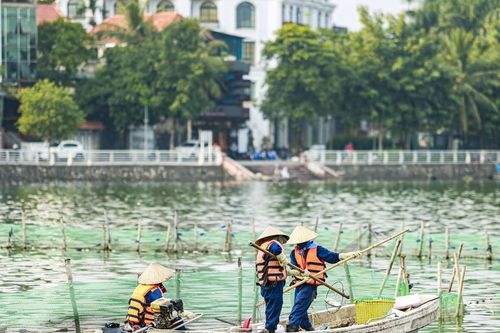 Cá chết nổi trắng mặt hồ Tây, bốc mùi hôi thối