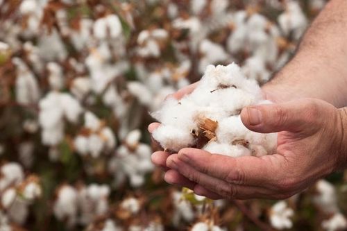 Giá cotton khó tăng khi thị trường dệt may yếu
