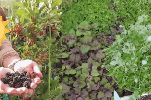 Nàng dâu Nhật có 4,2 triệu fan mát tay trồng cây trái, thu hoạch ăn ngay tại chỗ thấy mê