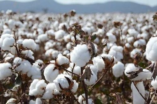 Cán cân cung và cầu bông vụ 2023-2024 sẽ ra sao?