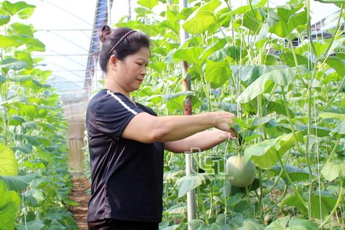 Phụ nữ Lương Sơn phát triển kinh tế hộ