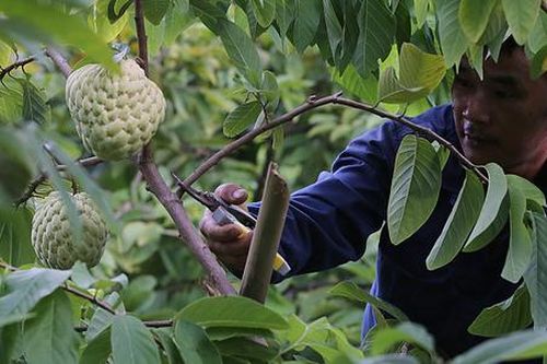 Bán đấu giá trăm triệu đồng/quả, nông dân Chi Lăng thu tiền tỷ nhờ trồng na