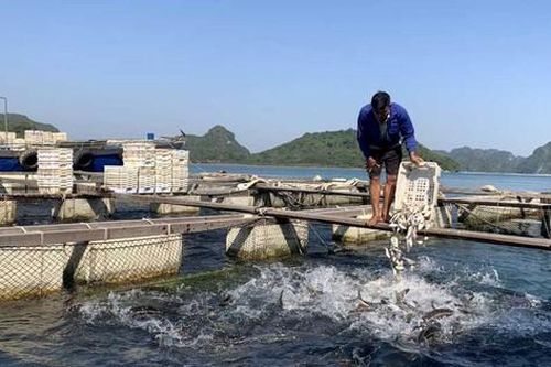 Quảng Ninh: Huyện đảo Vân Đồn 'tung chiêu' lập lại trật tự nuôi trồng thủy sản trên biển