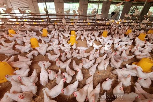 Lão nông Ninh Bình lãi gần 300 triệu/năm nhờ nuôi gà Ai Cập