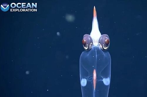 Kỳ lạ con mực hệt 'người ngoài hành tinh' với đôi mắt đỏ