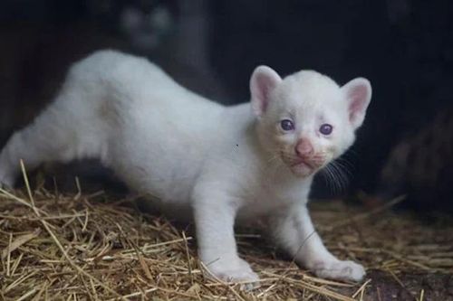 Chiêm ngưỡng báo sư tử bạch tạng đẹp như 'thần thú' mới chào đời