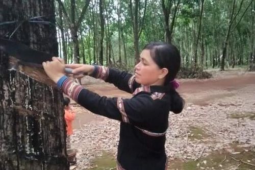 Người phụ nữ Jrai vượt khó, vươn lên làm kinh tế giỏi