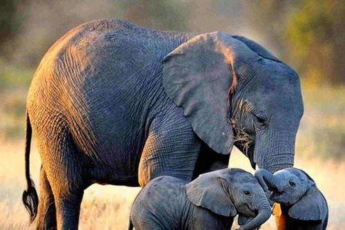 Những 'siêu năng lực' của loài voi, ngay cả con người cũng thèm muốn