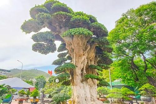 Chiêm ngưỡng cây duối khủng, khách trả 23 tỷ đồng nhưng chủ chưa bán