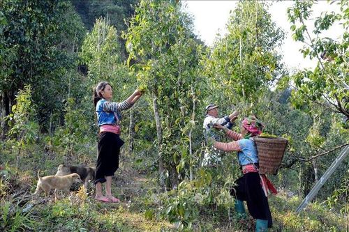 Thoát nghèo vùng đồng bào dân tộc thiểu số và miền núi - Bài 1: Tạo 'bệ đỡ' giảm nghèo