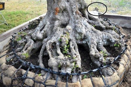 Cận cây khế cảnh 'khúc khuỷu', giá thành khiến dân chơi 'choáng váng'