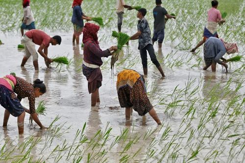 Ấn Độ thắt chặt xuất khẩu gạo, đe dọa giá lương thực toàn cầu