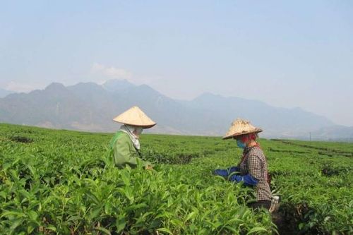 Lai Châu: Nâng cao giá trị sản phẩm chè