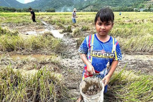 Thú vui bắt cua đồng