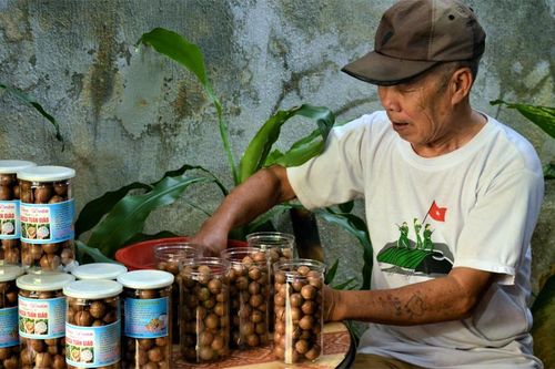 Từ quả xanh đến mắc ca thành phẩm