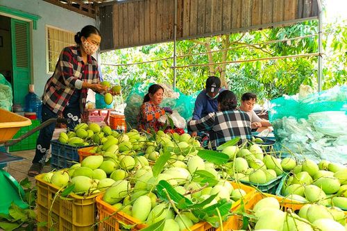 TP Cao Lãnh phát triển nông nghiệp đô thị