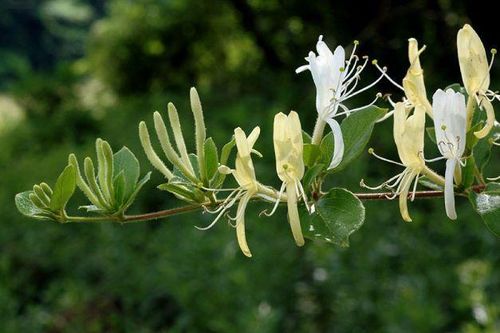 Bài thuốc trị phong ngứa thể nhiệt