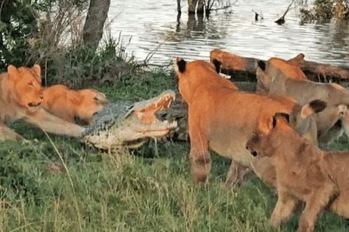Lên bờ trộm thức ăn của sư tử, cá sấu nhận 'kết đắng'
