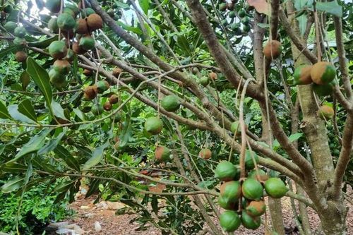 Tưởng vỡ mộng hóa ra 50 năm ngồi chơi thu tiền với 'cây tỷ phú'