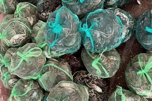 Cua 'siêu gạch' vào mùa ở Bắc Giang, giá gần triệu đồng/kg vẫn được săn lùng