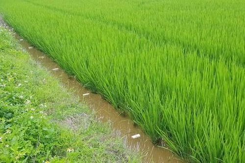Bẫy chuột bằng điện, hai người thương vong ở Long An