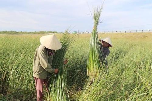 Những mùa cói cuối cùng ở xứ Nghệ - Bài 1: Cói đẫm mồ hôi người
