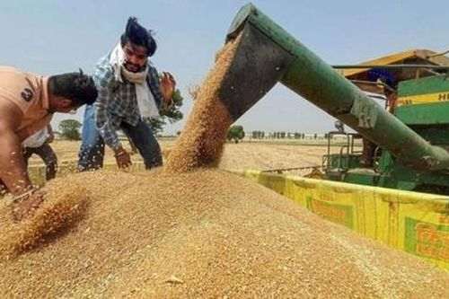 Ấn Độ tiếp tục thắt chặt xuất khẩu gạo, đe dọa nguồn cung toàn thế giới